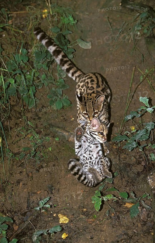 Margay (leopardus wiedii), mother with cubs