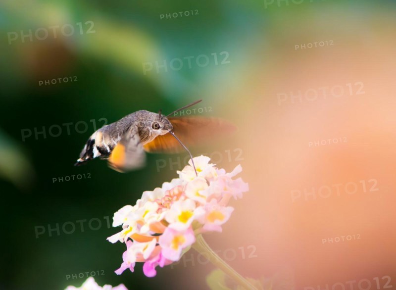 Closeup of a Hummingbird hawk-moth hovering over a lantana flower