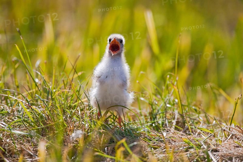 Arctic Tern (Sterna paradisaea), chick, Iceland, Europe