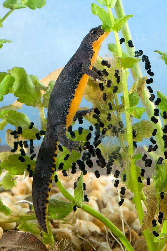 Alpine newt (Triturus alpestris), female