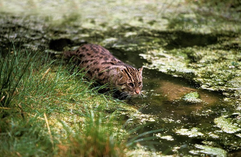 Fishing Cat (prionailurus viverrinus), Adult in Water