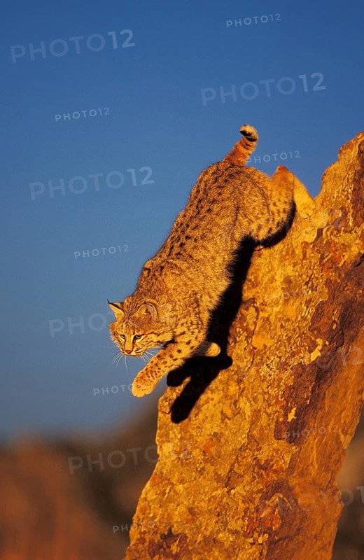 BOBCAT (lynx rufus), ERWACHSENER SPRINGT VOM FELSEN, KANADA