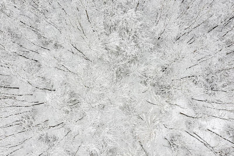 Snowy Forest Harz Selketal