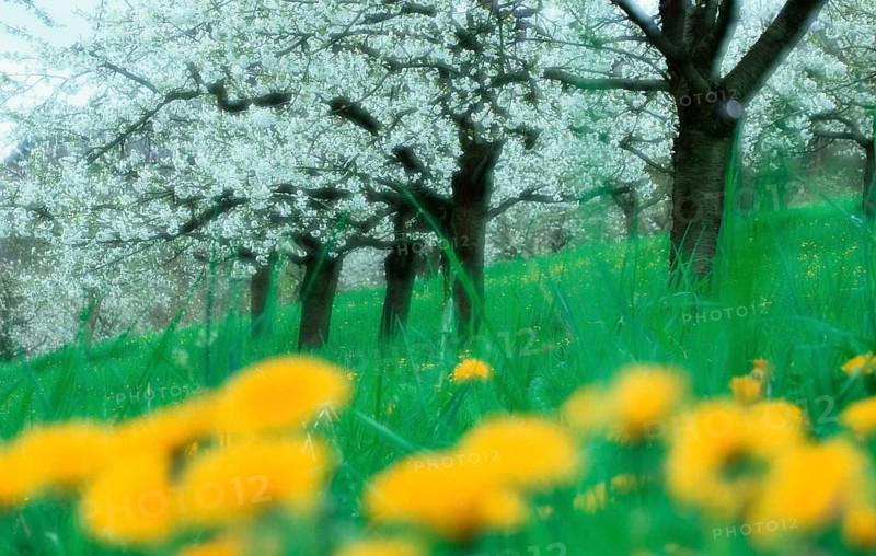 Cherry trees. flowering, Baden-Württemberg, Germany, flowering cherry trees, deciduous tree, deciduous trees, crops, fruit tree, yellow, green, white, Europe, spring, springtime, double exposure, soft, landscapes, landscape format, horizontal, Europe