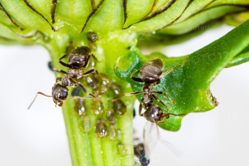 Lice and Ants on the stem of a flower