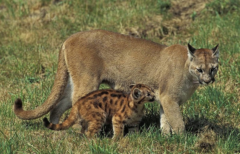 Cougar (puma concolor), Adult and young