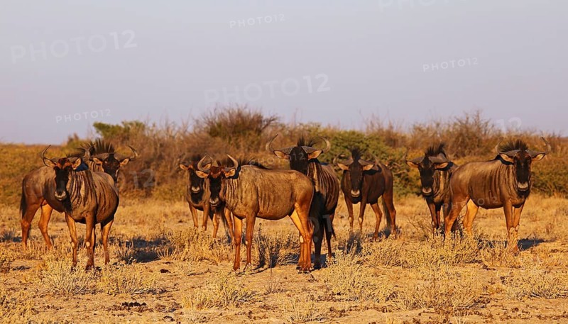 Blue wildebeests (Connochaetes taurinus) in morning light, Central Kalahari, Botswana, Botswana, Africa