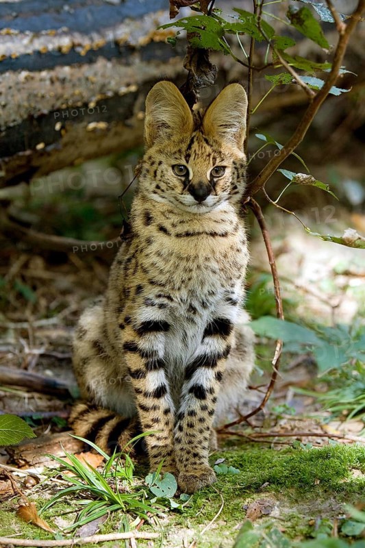 Serval (leptailurus serval)