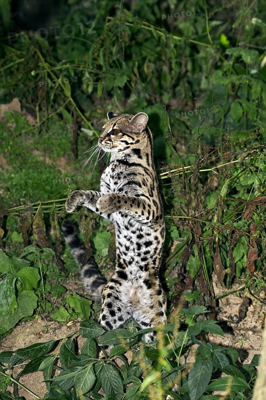MARGAY CAT leopardus wiedi, FEMALE STANDING UP ON HIND LEGS