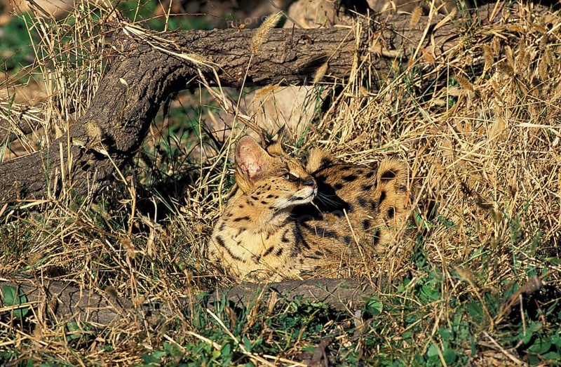 Serval (leptailurus serval)