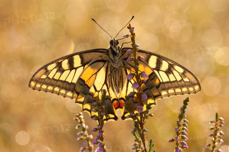 Swallowtail (Papilio machaon), to Heide, North Rhine-Westphalia, Germany, Europe