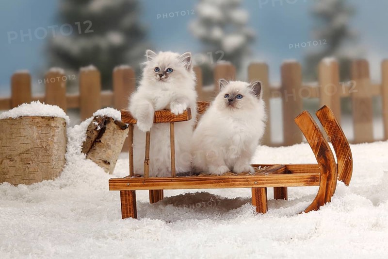Sacred Cat of Burma, kitten, 8 weeks, Burma, sledge