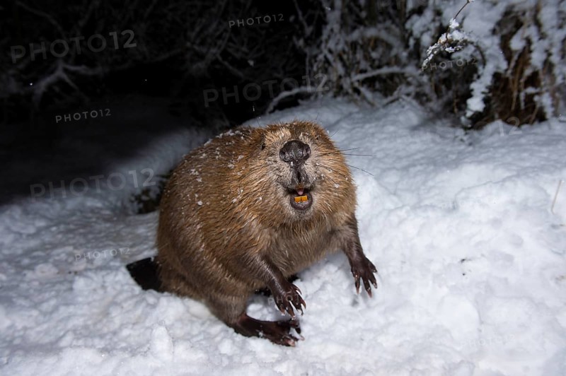 European beaver (Castor fiber), Rosenheim, Bavaria, Germany, Europe