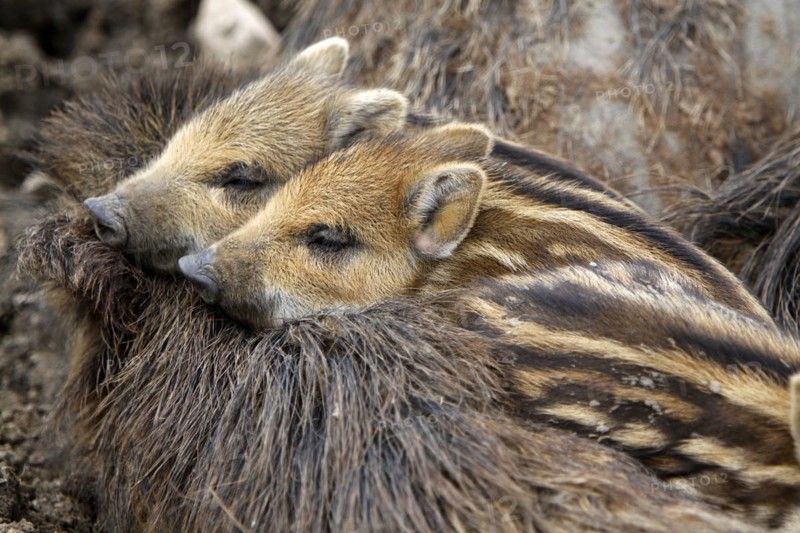 Wild boar family