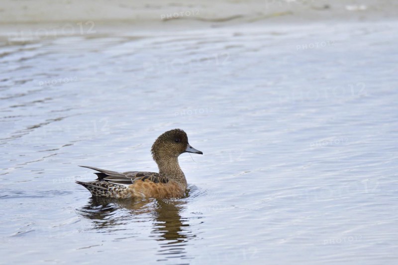 Eurasian wigeon, female, Anas penelope, Eurasian wigeon ? female -