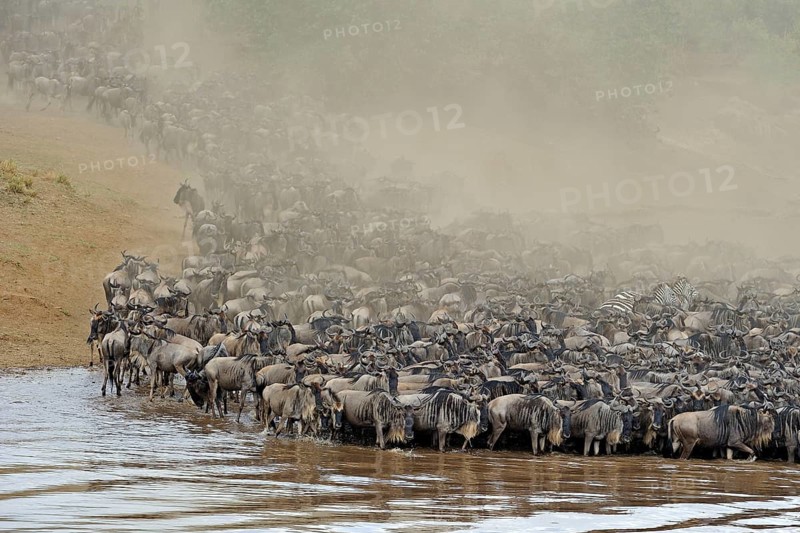 Blue wildebeests (Connochaetes taurinus) crossing Mara River, Maasai Mara Game Reserve, wildebeest, Mara River, dust, dust cloud, Kenya, Africa