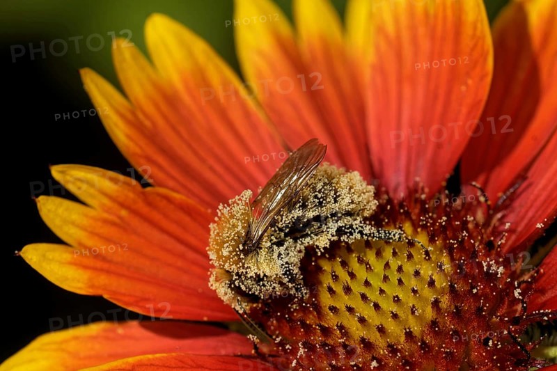 Cockade flower with bumblebee