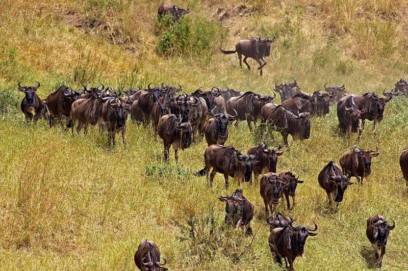 Blue Wildebeest (connochaetes taurinus), Herd Migrating, Masai Mara Park in Kenya