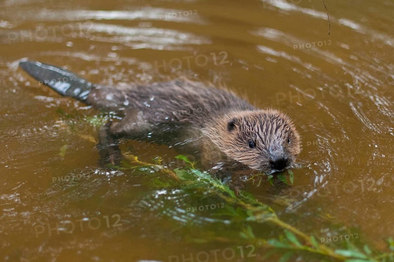 European beaver (Castor fiber), juvenile, Rosenheim, Bavaria, Germany, Europe