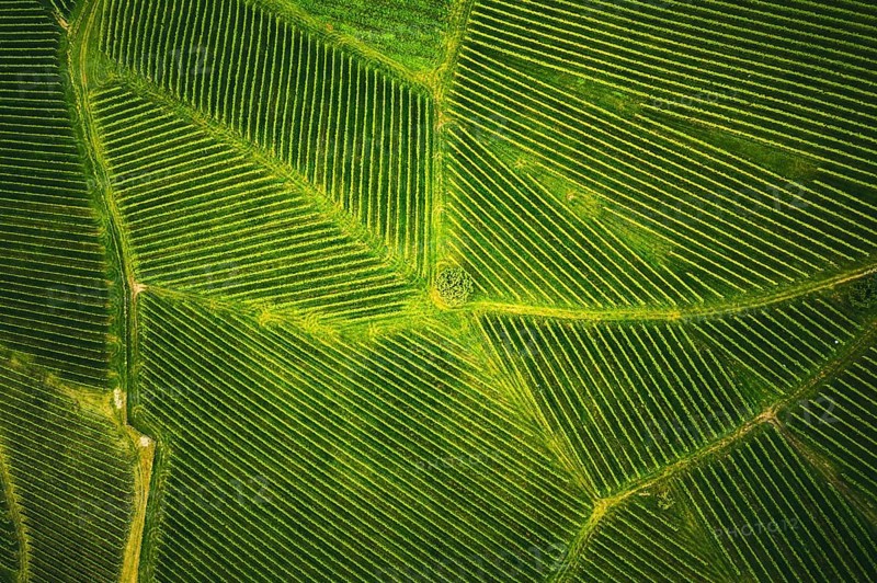 Aerial view at rows of grape vines vineyard South Styria, Austria. Tuscany like landscapes