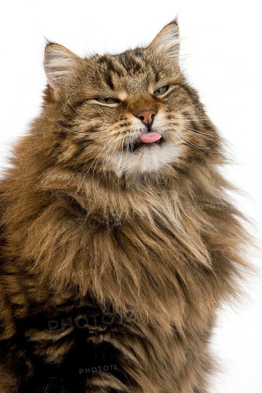 Angora Domestic Cat, Portrait of Male with tongue out against White Background
