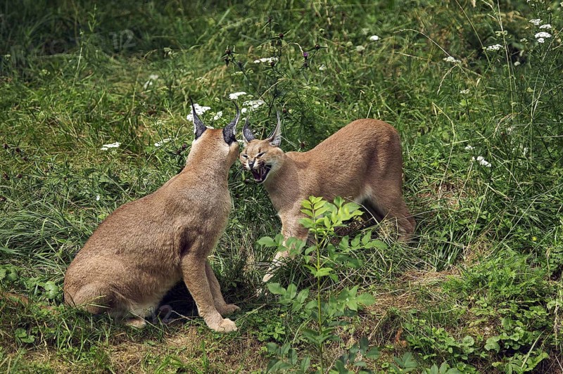 caracal (CARACAL caracal) ADULT SNARLING