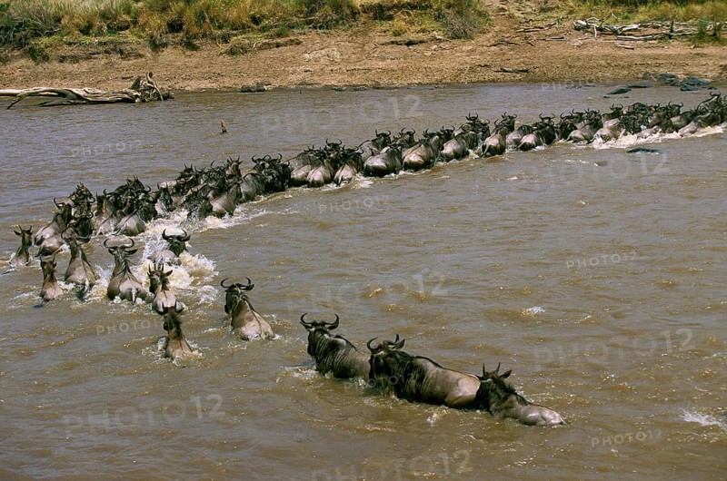 Blue Wildebeest (connochaetes taurinus), Herd crossing Mara River during Migration, Masai Mara Park in Kenya