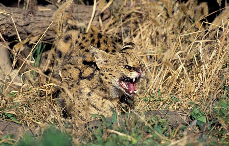 SERVAL (leptailurus serval), ADULT SNARLING, DEFENSIVE POSTURE