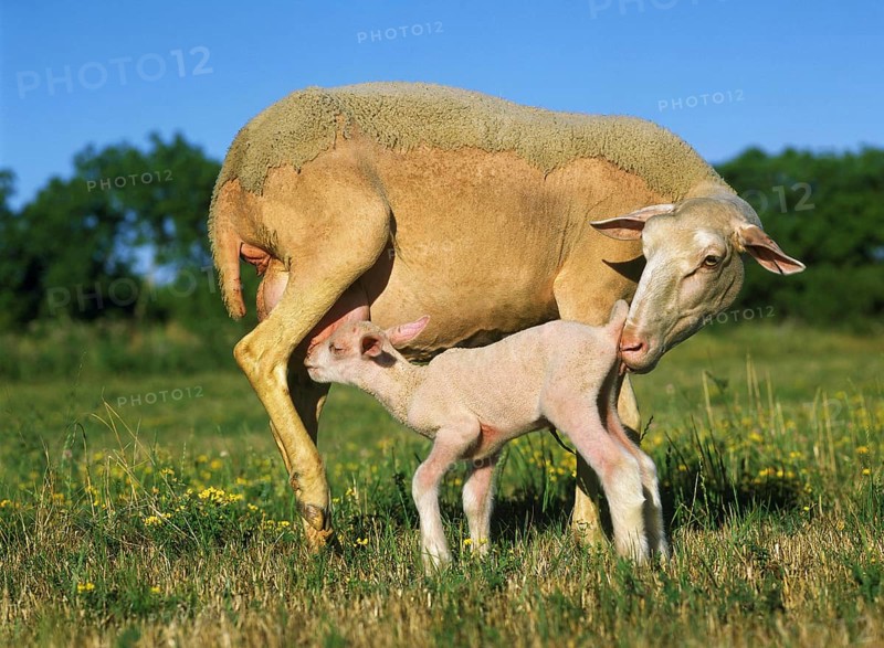 Domestic Sheep, Ewe and Lamb Suckling