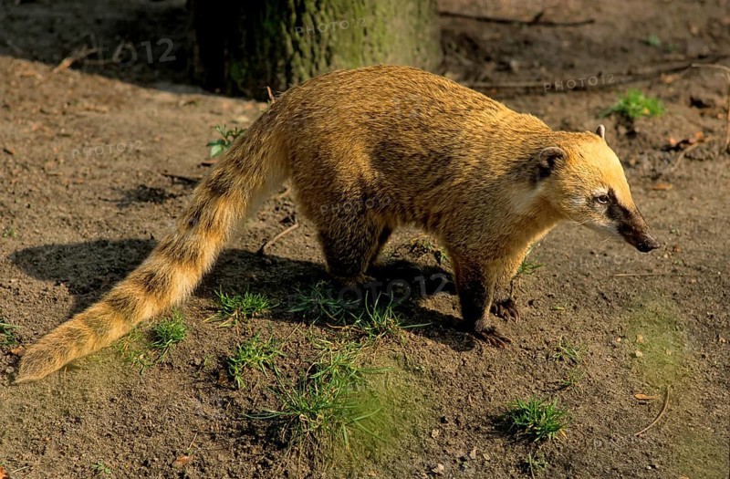 South american coati (Nasua nasua)