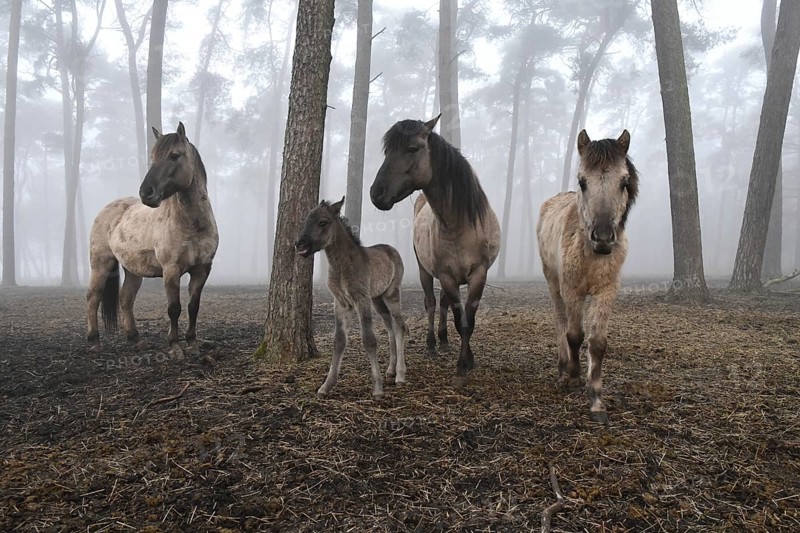 Dülmen wild horses standing in the forest, animal family with grey foal, born the day in front of, foggy atmosphere, Merfelder Bruch, Dülmen, North Rhine-Westphalia, Germany, Europe