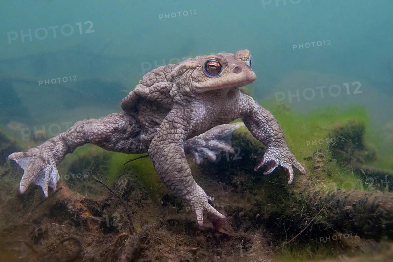 Common toad (Bufo bufo), under water, Rhineland-Palatinate, Germany, Europe