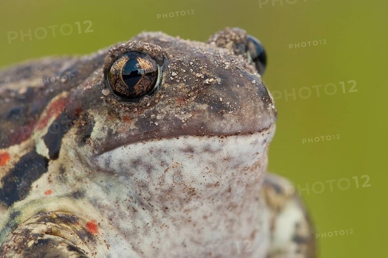 Common spadefoot (Pelobates fuscus) Rhineland-Palatinate, Germany, Europe