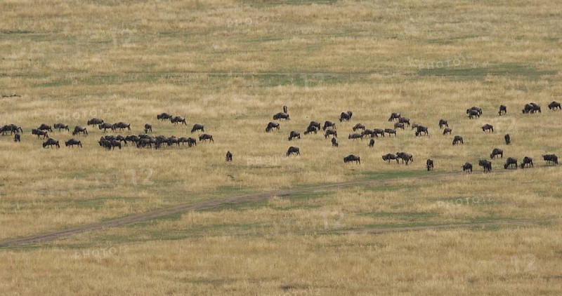 Blue Wildebeest (connochaetes taurinus), Herd during Migration, Masai Mara park in Kenya