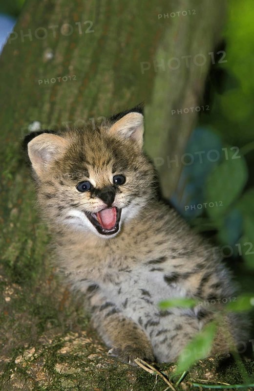 Serval (leptailurus serval), Cub calling out