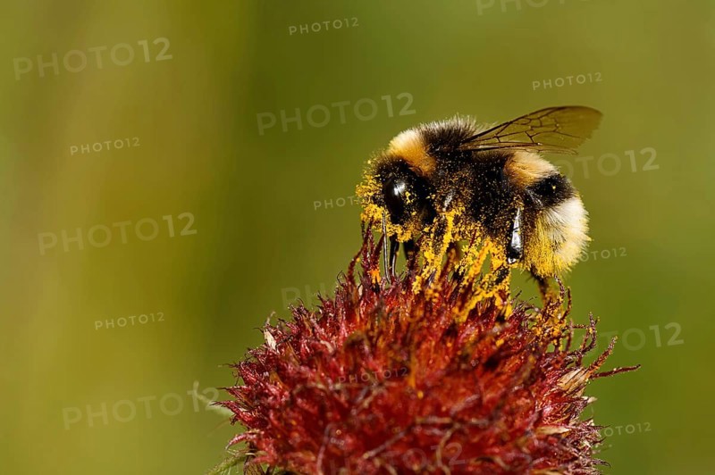 Earth bumblebee on a purple coneflower