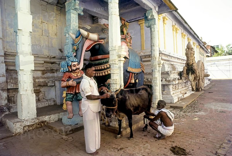 Nataraja Mantap Chariot drawn by horse and elephant in Nageswara Vaishanavite temple in Kumbakonam, Tamil Nadu, India, Asia. A man milking a cow, Asia