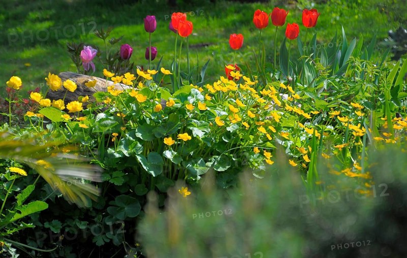 Spring flowers in the garden, tulips, marsh marigolds (Caltha palustris), marsh marigold