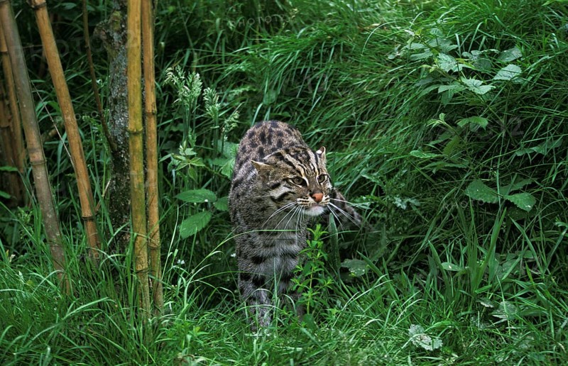 Fishing cat (prionailurus viverrinus), adult in long grass