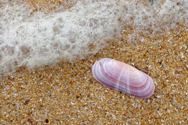 Pink Shell on the Beach at Quarteira in Portugal