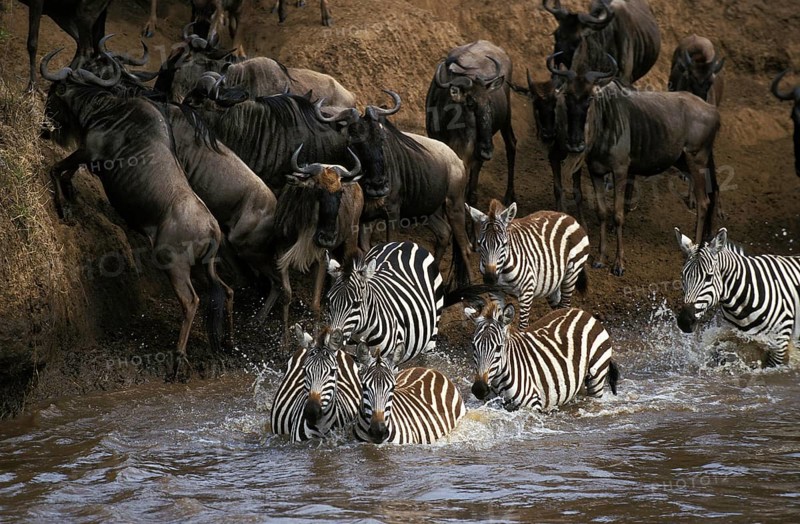 Burchell's Zebra (equus burchelli), and Blue Wildebeest, connochaetes taurinus, Group crossing Mara River during Migration, Masai Mara Park in Kenya
