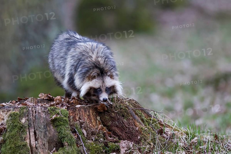 Marderhund, Nyctereutes procyonoides, common raccoon dog