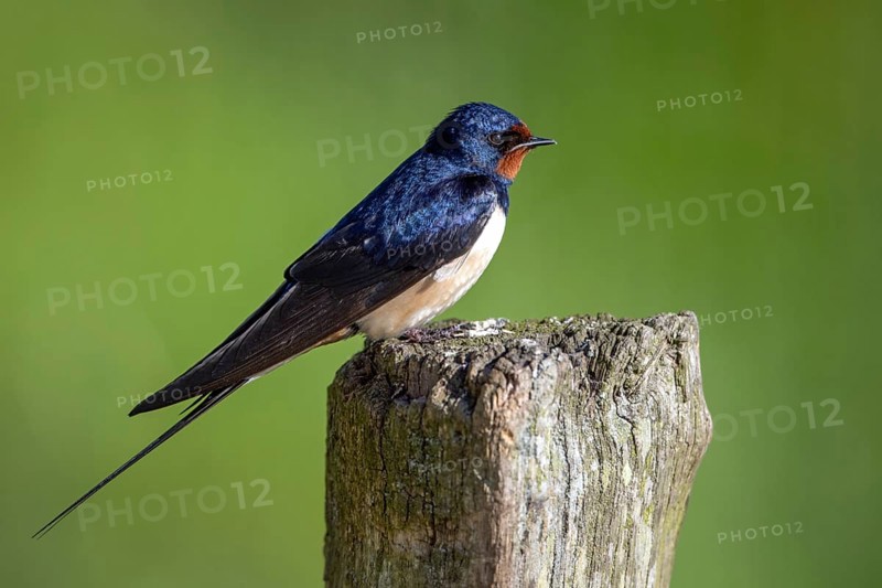 Barn Swallow