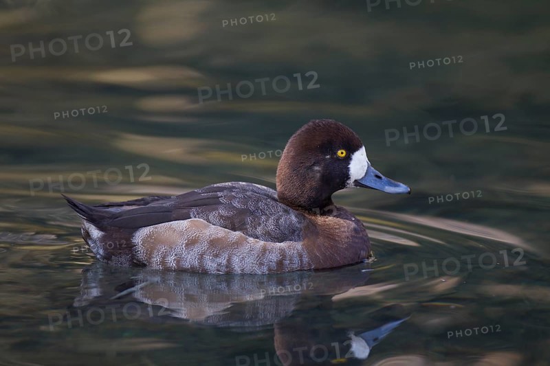 Scaup, female, Aythya marila, greater scaup, female