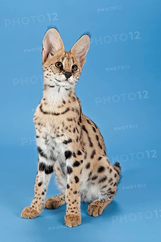 Serval (Leptailurus serval), juvenile, captive, studio photograph