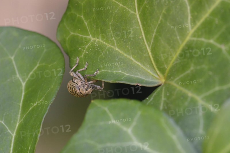 Curculio nucum on a leaf. Hazelnut borer on a leaf