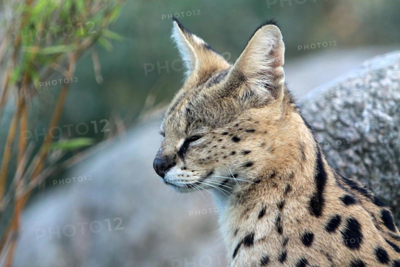 Serval