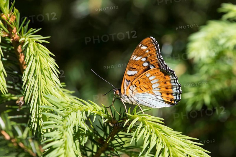Poplar admiral, Limenitis populi, poplar admiral