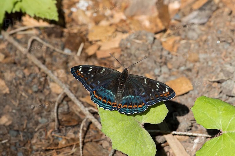 Poplar admiral, Limenitis populi, poplar admiral