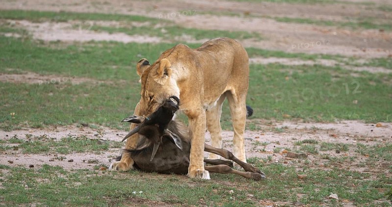 African Lion (panthera leo), Females with a Kill, a Wildebest, Masai Mara Park in Kenya